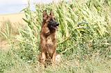 BERGER ALLEMAND 235